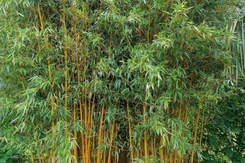 bambous a croissance rapide, bambous poussant vite, bambou pousse rapide