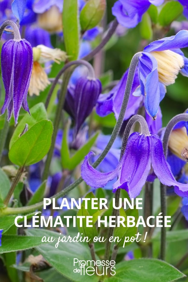 plantation clematis herbacée pot jardin