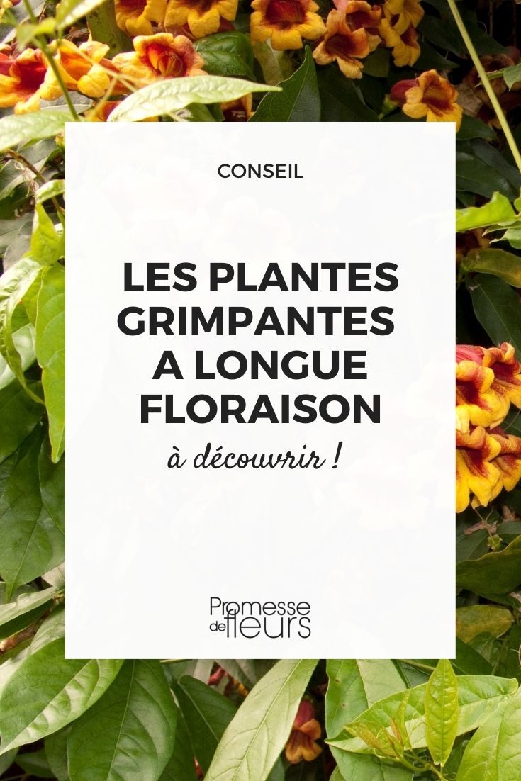 plantes grimpantes qui fleurissent longtemps