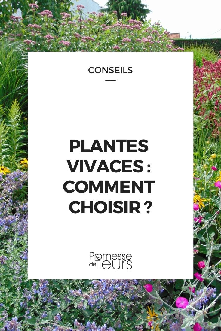 choisir les plantes vivaces, plantes vivaces faciles, plantes vivaces débutant, plantes vivaces inratables
