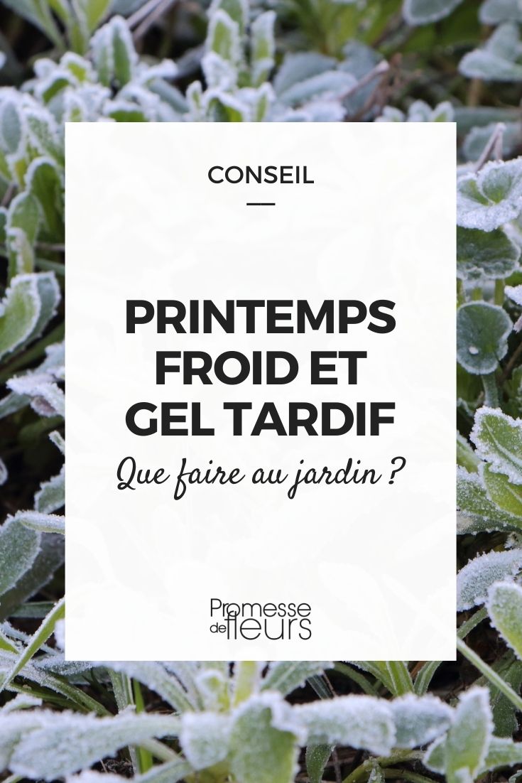 jardin gel printemps