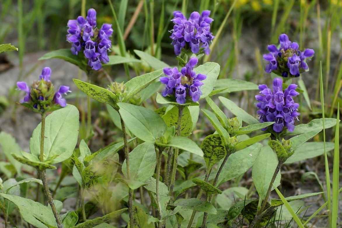 Brunelle, prunella, couvre-sol fleuri persistant