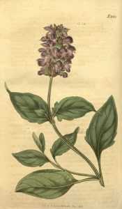 Brunelle, prunella, couvre-sol fleuri persistant