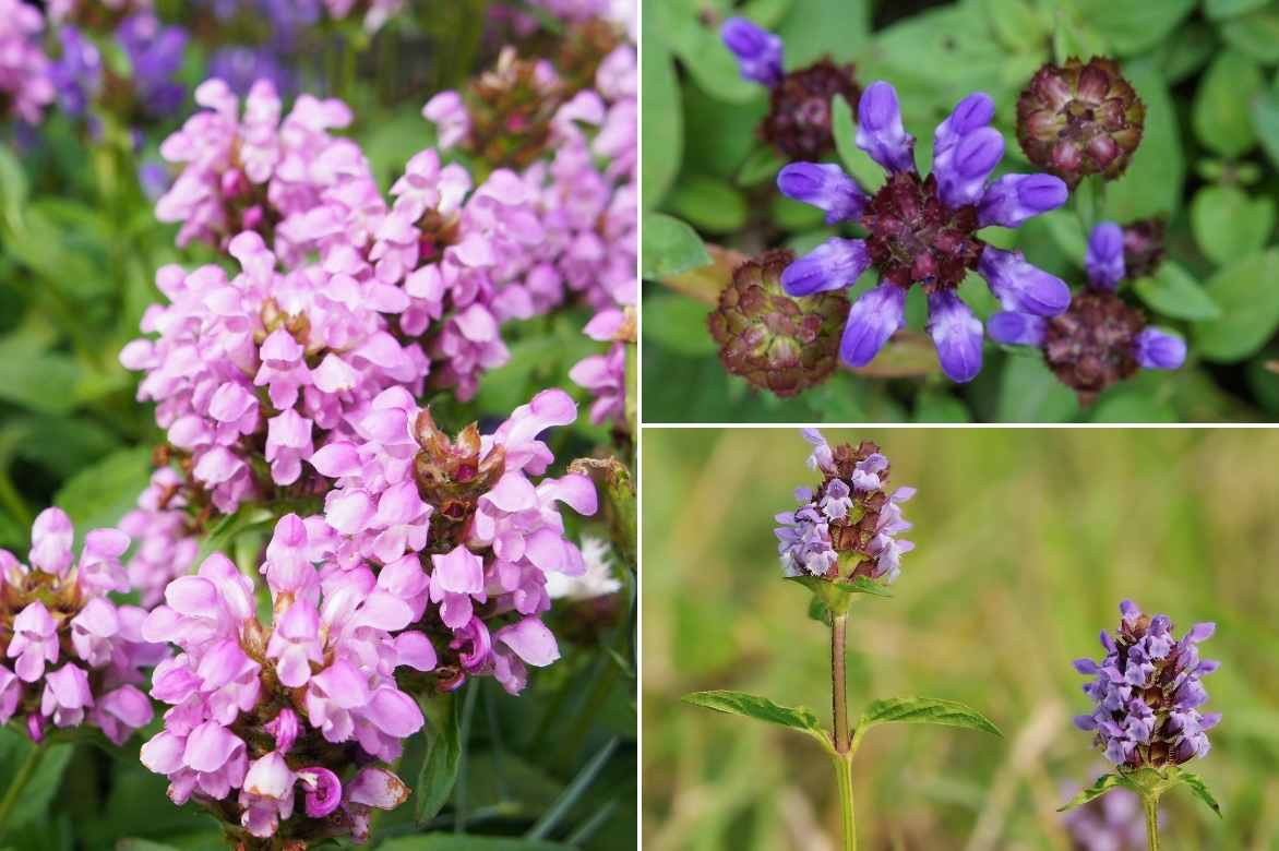 Brunelle, prunella, couvre-sol fleuri persistant