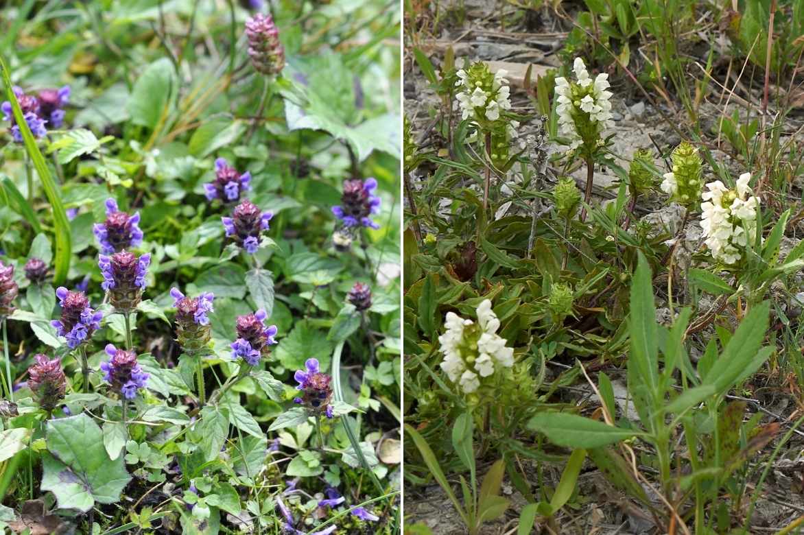 Brunelle, prunella, couvre-sol fleuri persistant