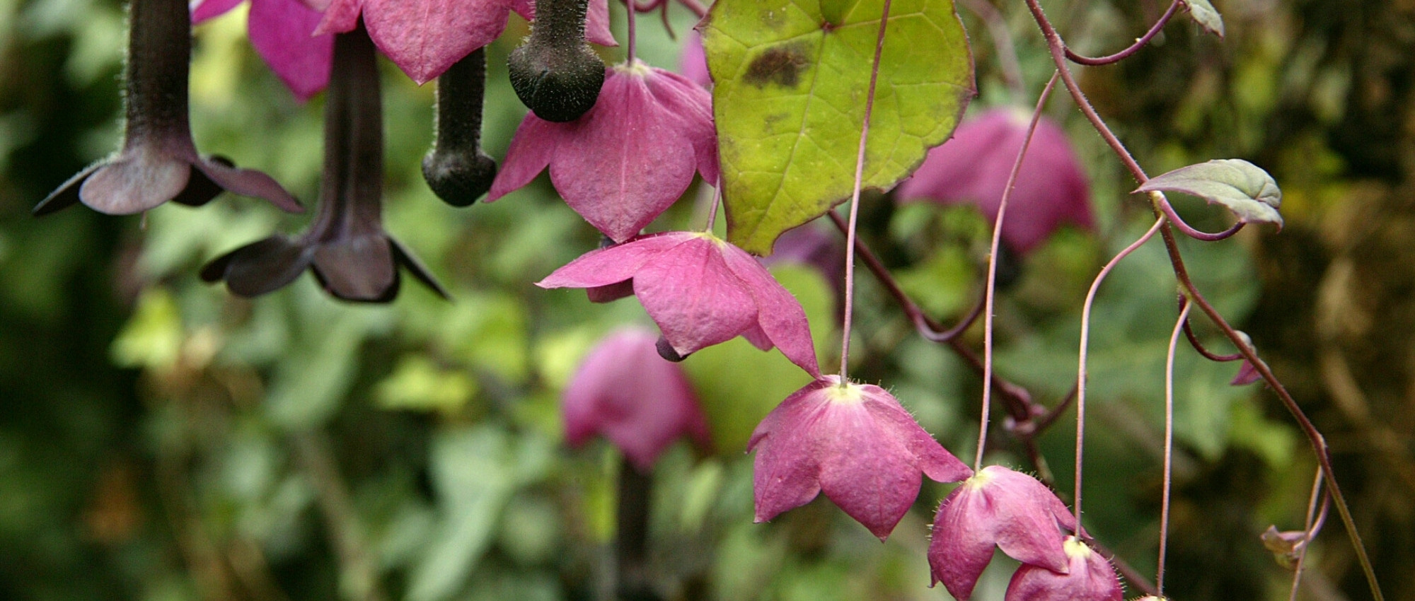 Cultiver le rhodochiton en pot