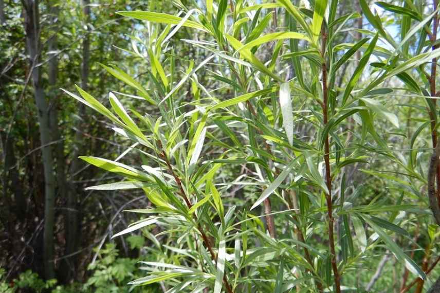 Saules-Salix : les plus belles variétés - Promesse de Fleurs