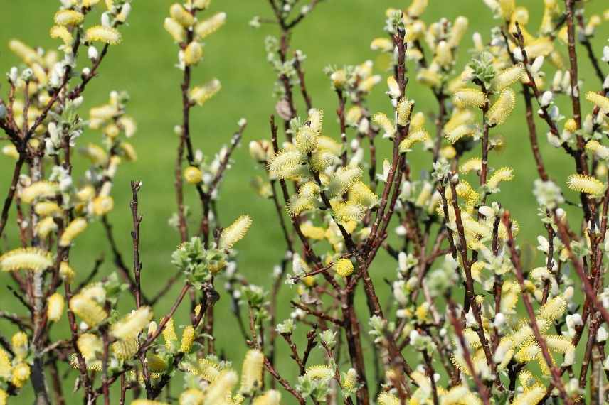 Saules-Salix : les plus belles variétés - Promesse de Fleurs