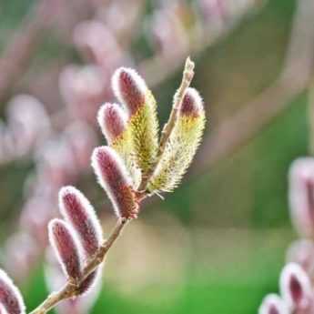 Saule : mes 3 préférés en ce mois de février