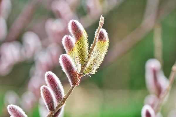 Saule : mes 3 préférés en ce mois de février
