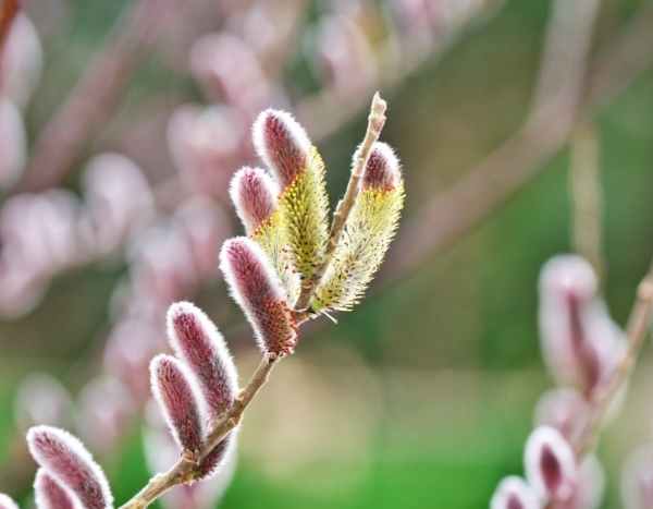 Saule : mes 3 préférés en ce mois de février