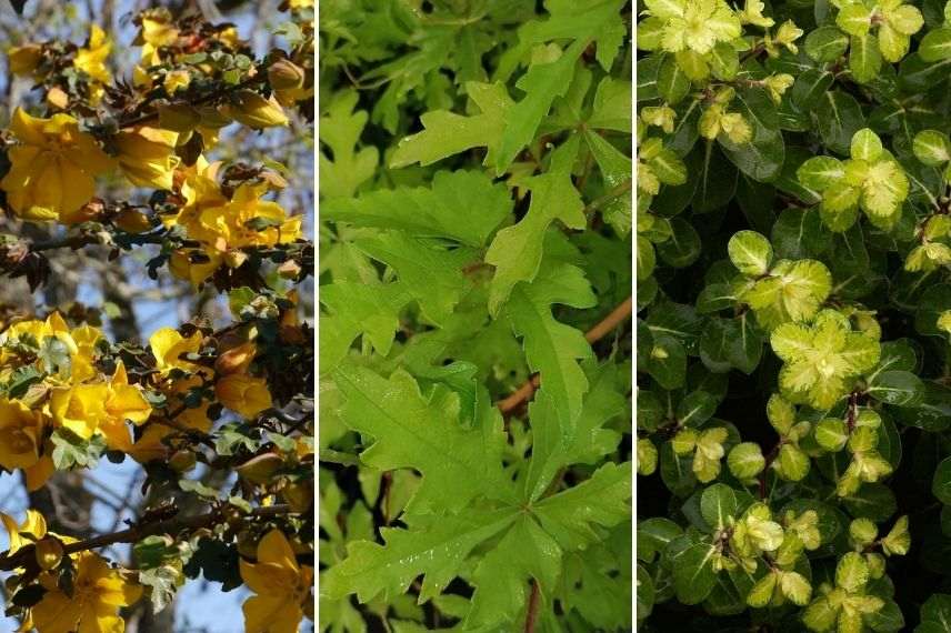 Fremontodendron arbuste sarmenteux