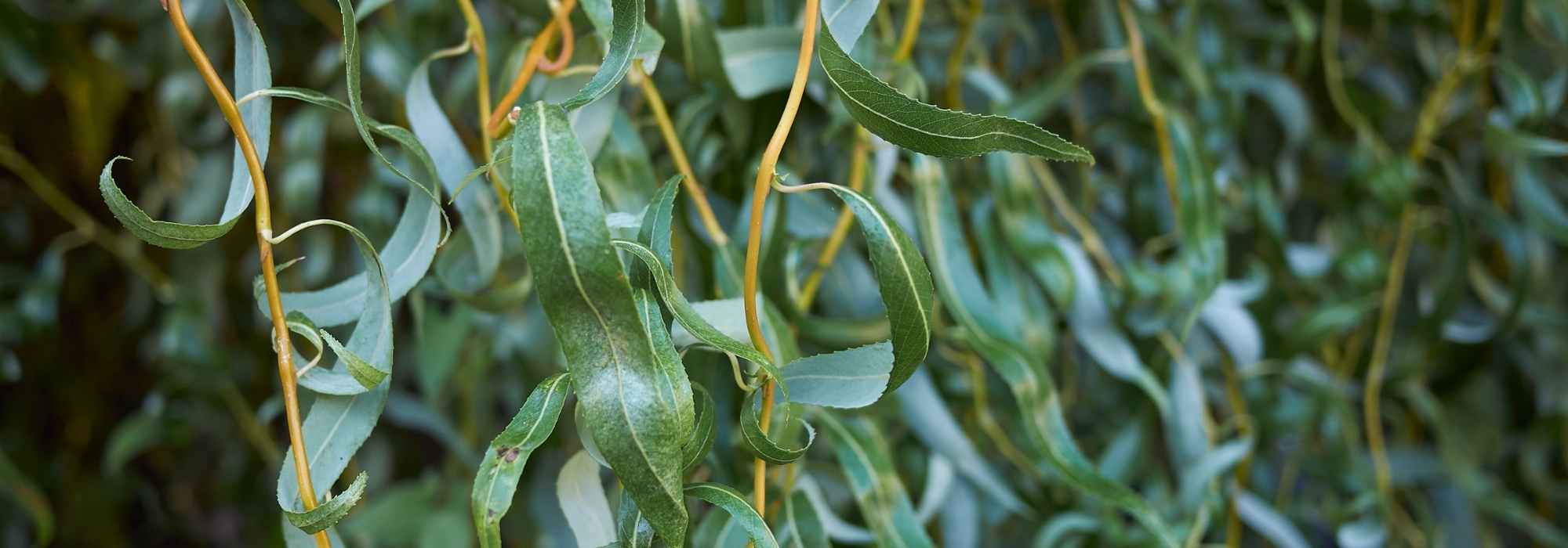 Saules-Salix : les plus belles variétés