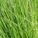 Sesleria : plantation, culture, entretien