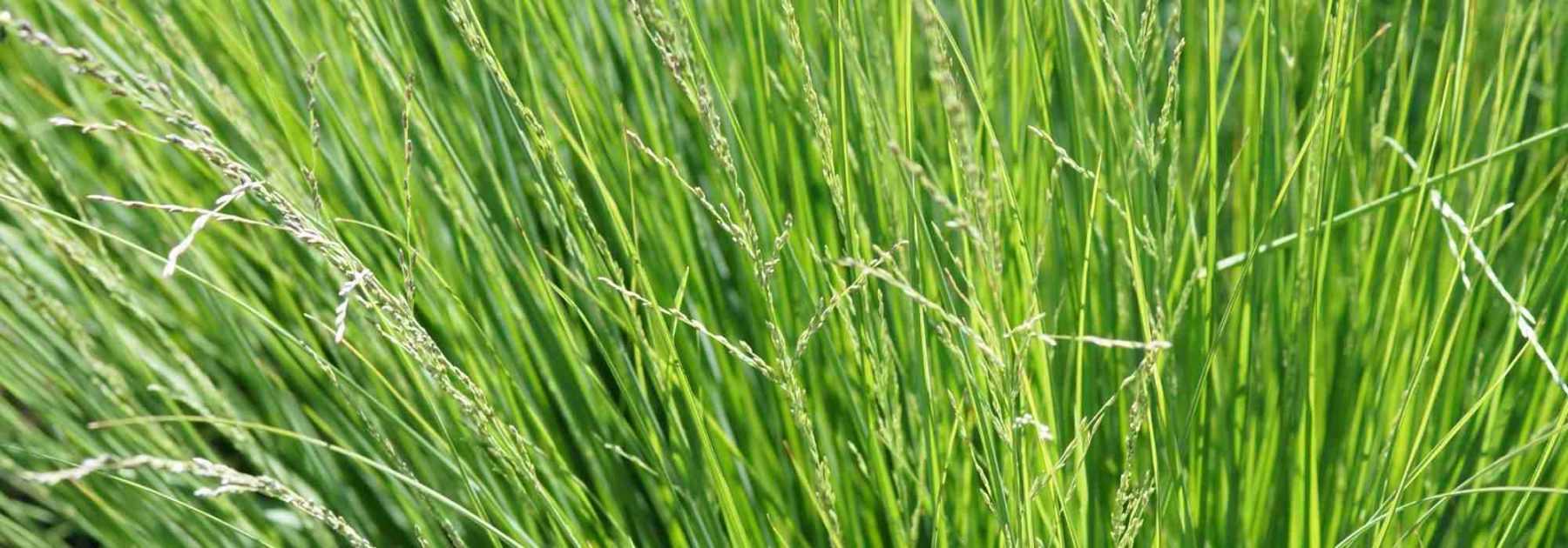 Sesleria : plantation, culture, entretien