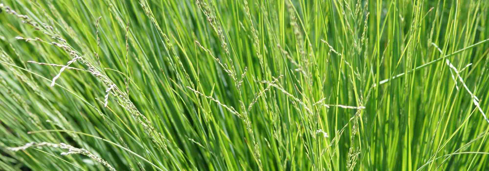 Sesleria : plantation, culture, entretien