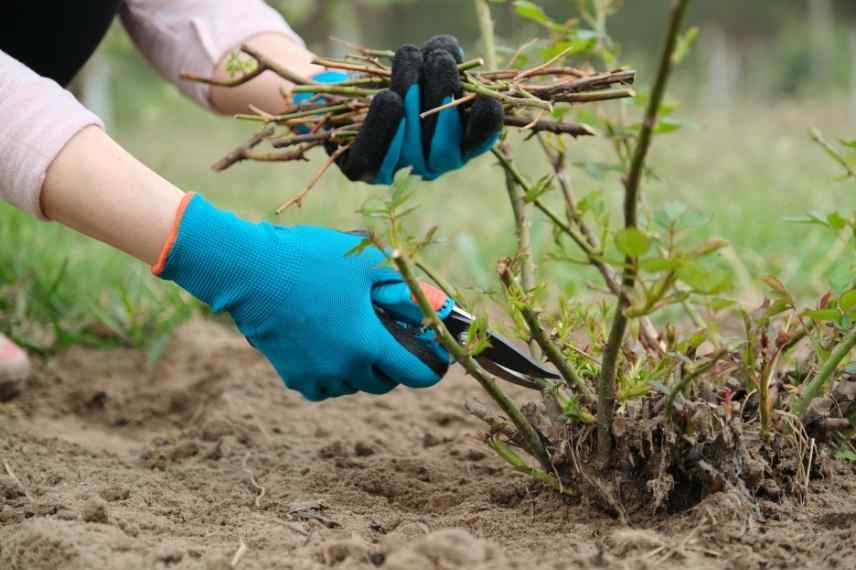 que tailler en hiver, tailles hivernales, taille hiver jardin, elagage en hiver, arbustes à tailler en hiver