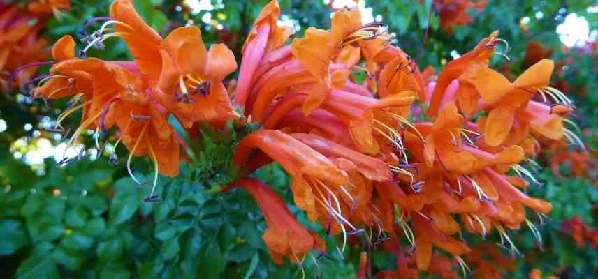 grimpante fleur orange, girmpante orange, plante grimpante floraison orange