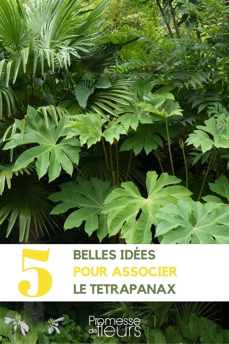 associations tetrapanax