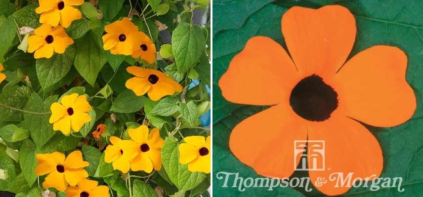 grimpante fleur orange, girmpante orange, plante grimpante floraison orange