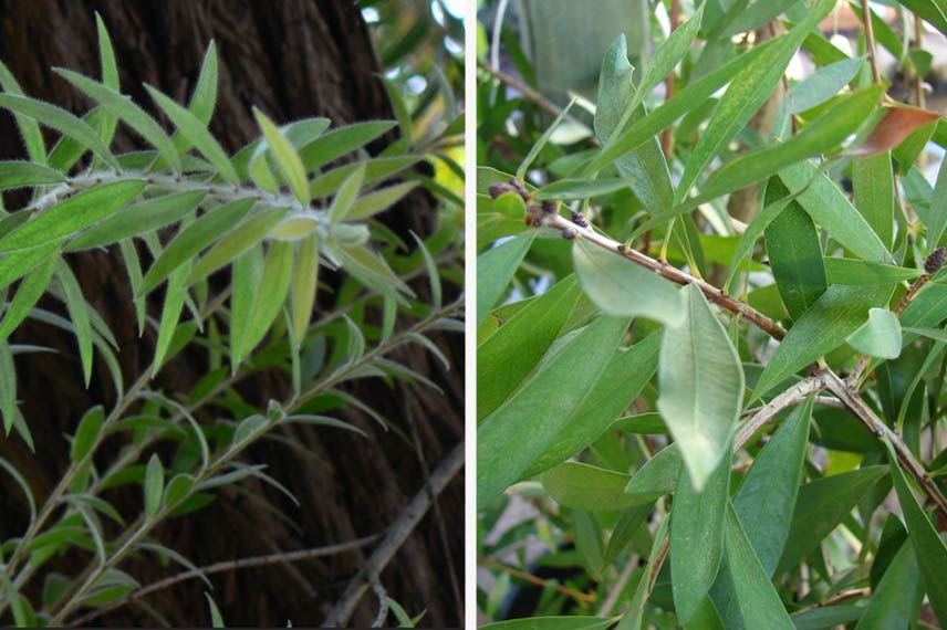 Rameaux de callistemon