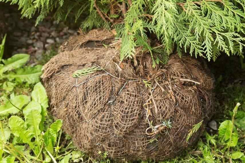 tontine arbre arbuste plantation utilisation, tontine a conserver, tontine comment planter