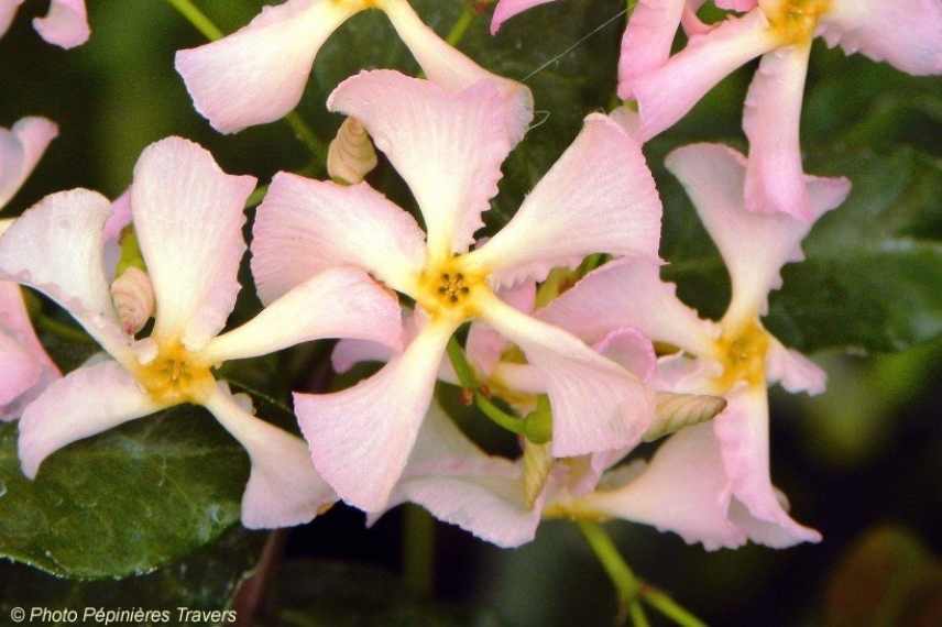 plante grimpante rose, grimpante à fleurs roses, grimpante fleur rose