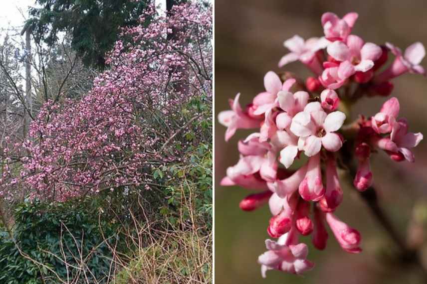 arbuste fleur hiver, arbuste floraison hivernale, arbuste fleurissant en hiver, arbuste intérêt hiver