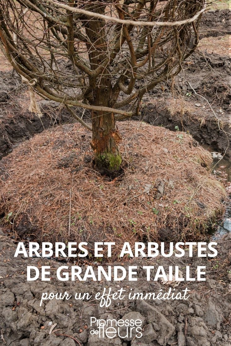 arbres et arbustes de grande taille