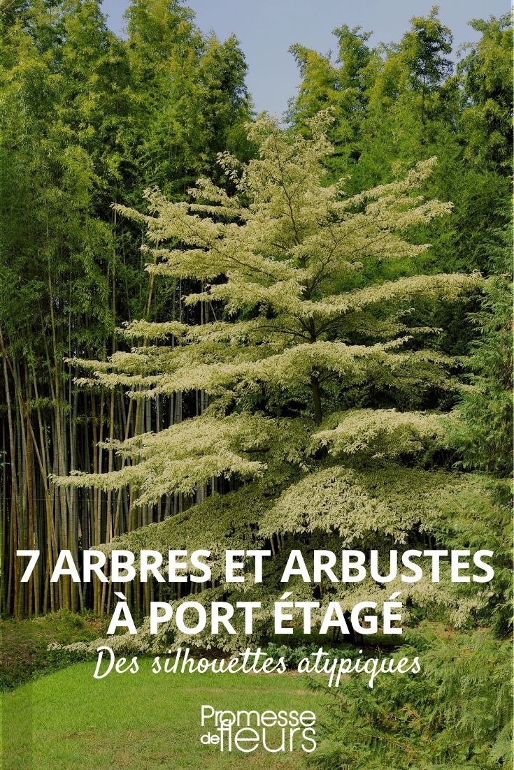 arbres et arbustes port étagé