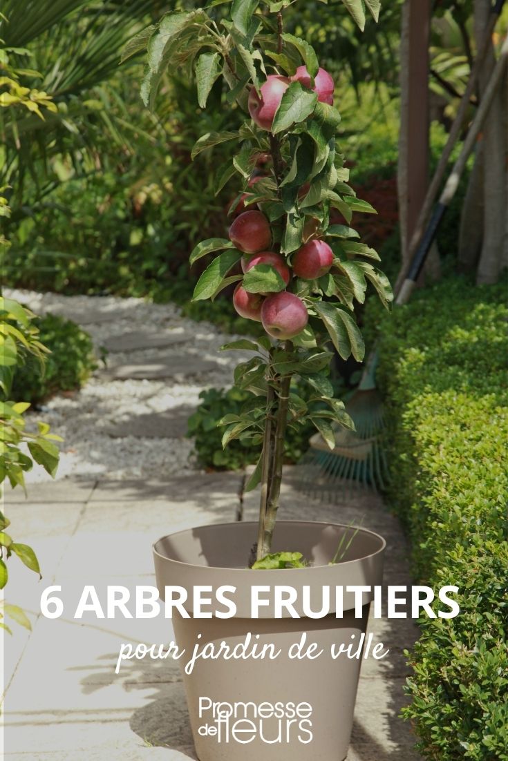 arbres fruitiers jardin de ville