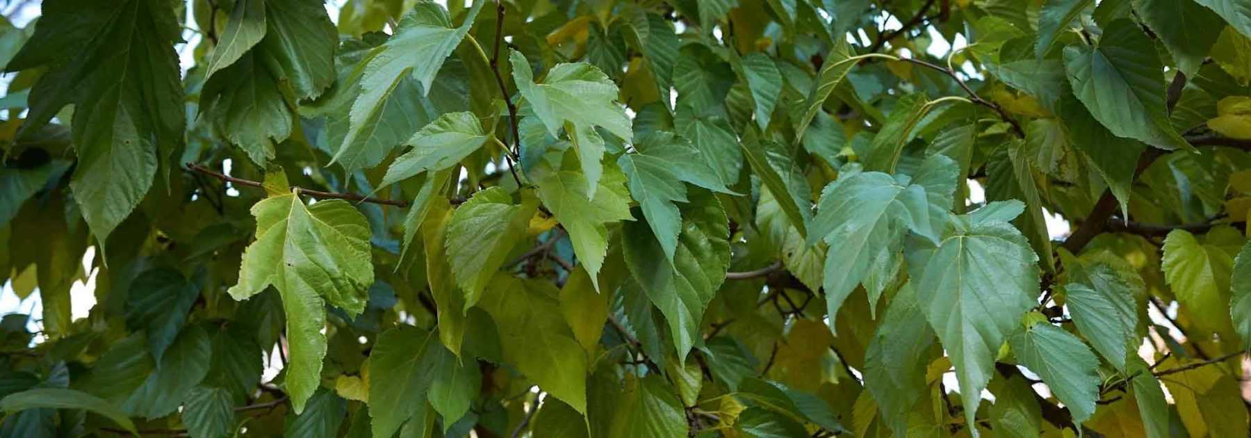 Un arbre rustique et décoratif au port majestueux