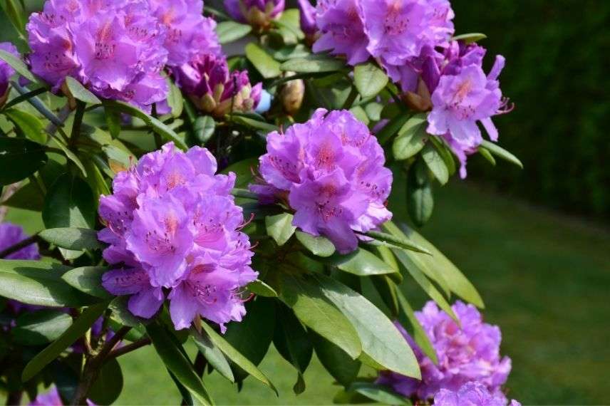 toxicité rhododendron, toxicité azalée, azalée toxique