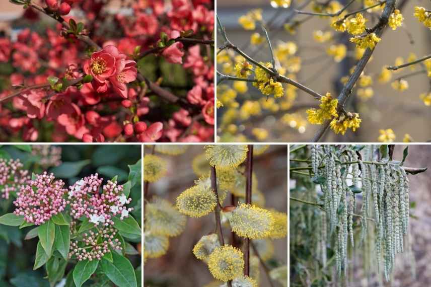 arbuste fleur hiver, arbuste floraison hivernale, arbuste fleurissant en hiver, arbuste intérêt hiver