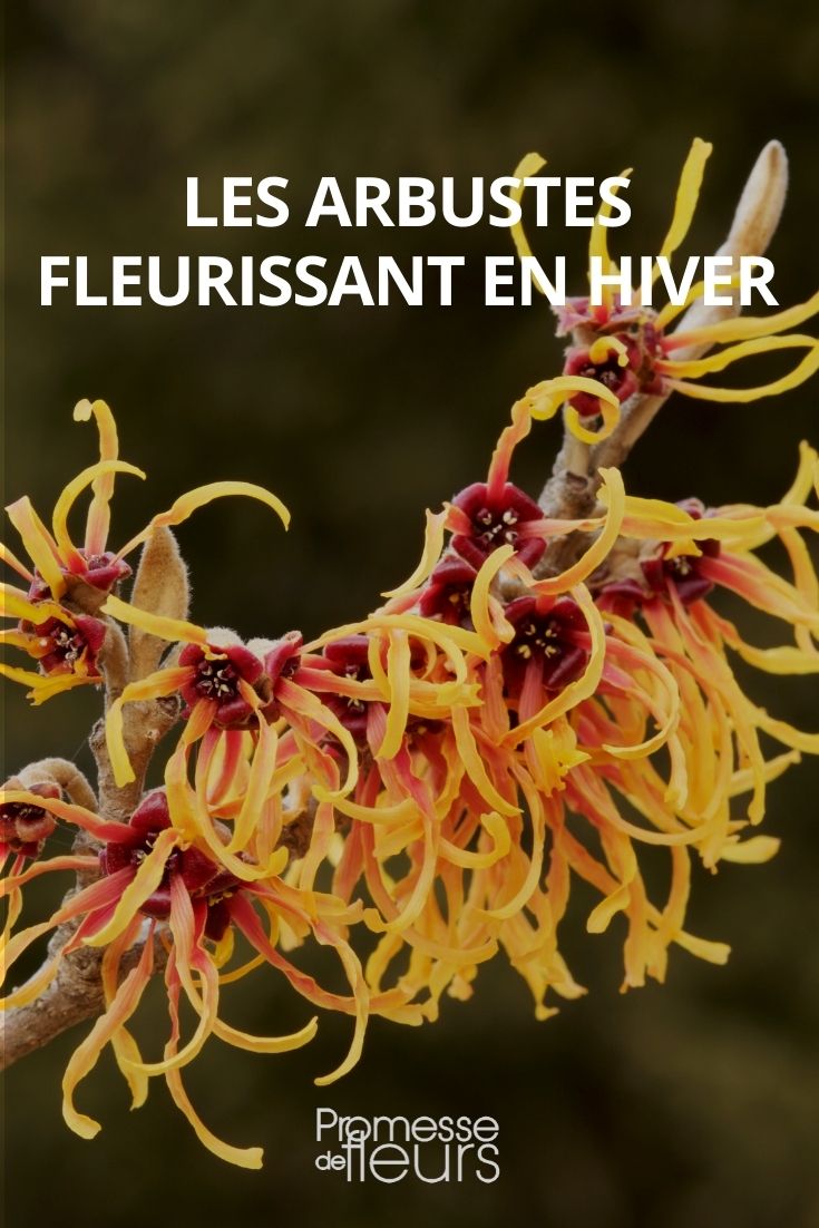 arbustes fleurissant en hiver