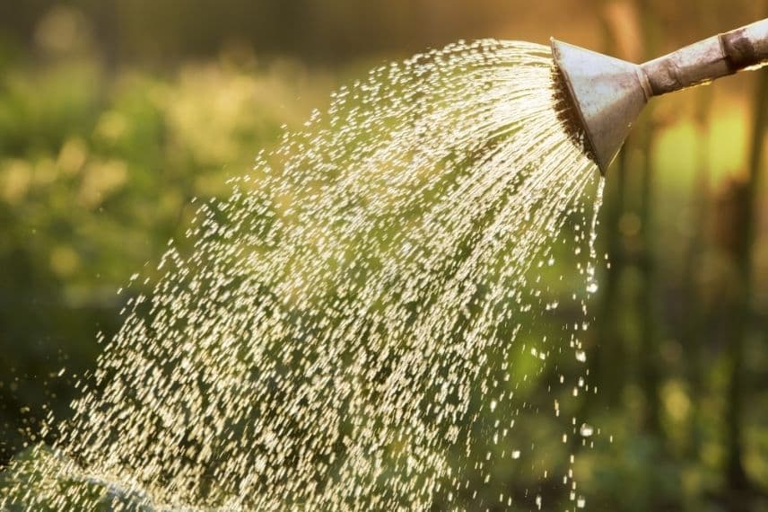 Pourquoi et comment récupérer l’eau de pluie au jardin