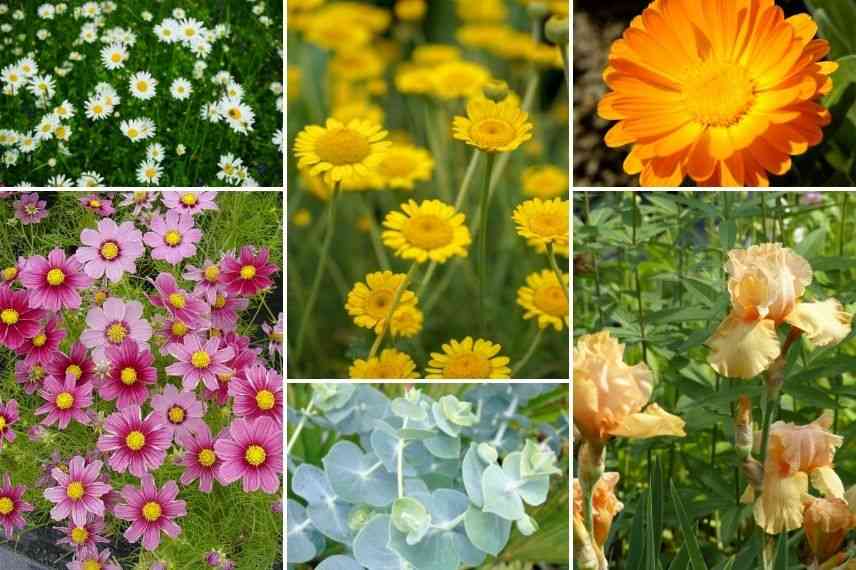 associer anthémis jardin de fleurs à couper, anthémis jardin bouquetier