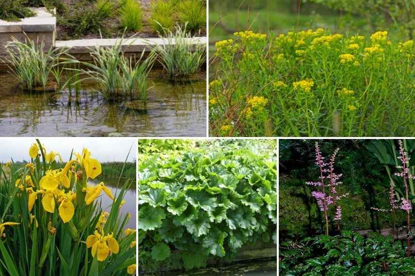 idées pour associer acore jardin aquatique