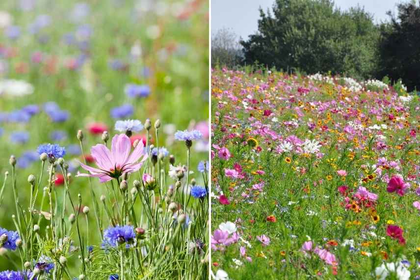 Associer fleurs roses, fleur rose association, floraison roses massif, fleurs roses massif, fleurs roses comment les marier