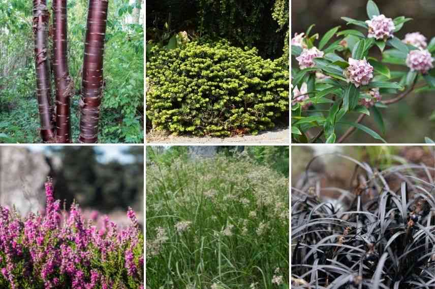 associer ophiopogon jardin d'hiver, association barbe de serpent