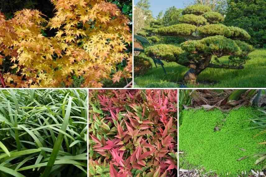 associer ophiopogon jardin japonais
