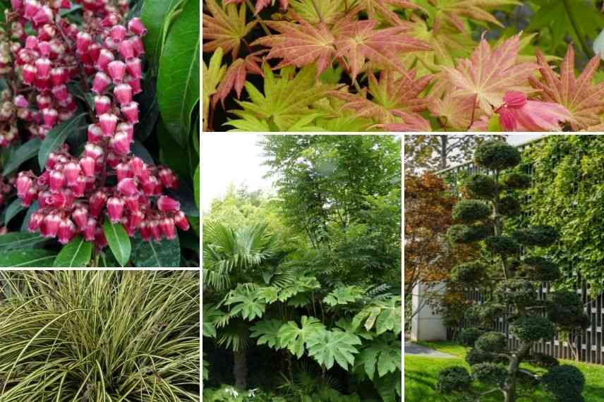 associer tetrapanax jardin japonais