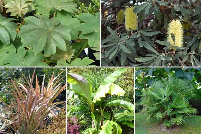 associer tetrapanax jardin tropical