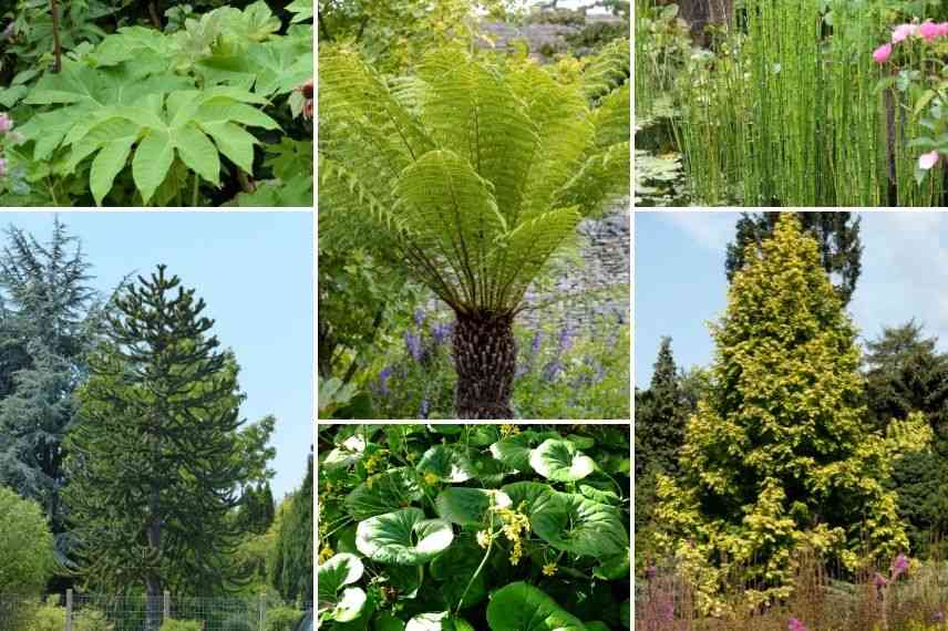 associer tetrapanax jardin préhistorique