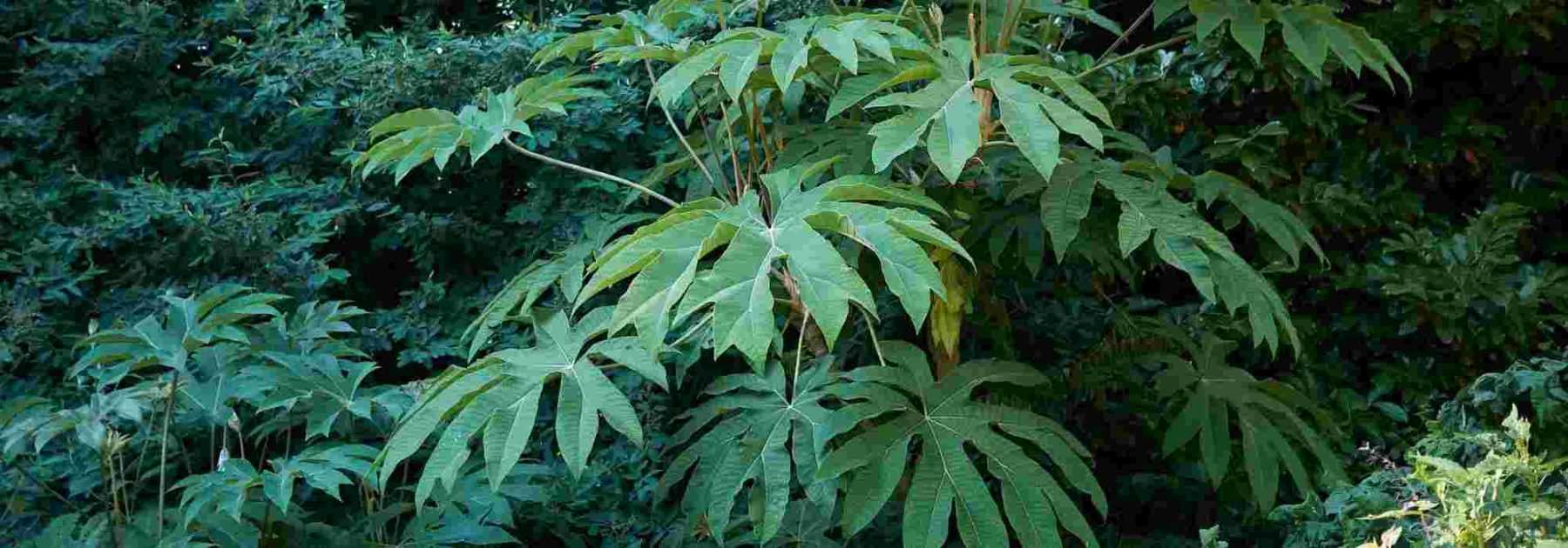 Tetrapanax : 5 idées d'associations