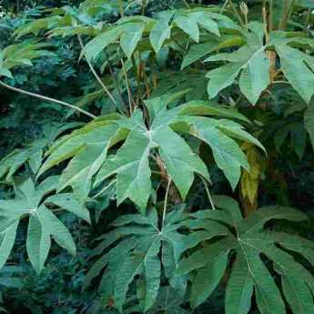 Tetrapanax : 5 idées d'associations