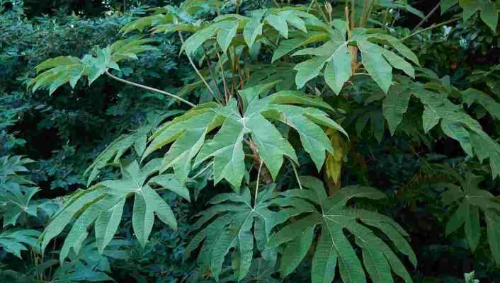 Tetrapanax : 5 idées d'associations