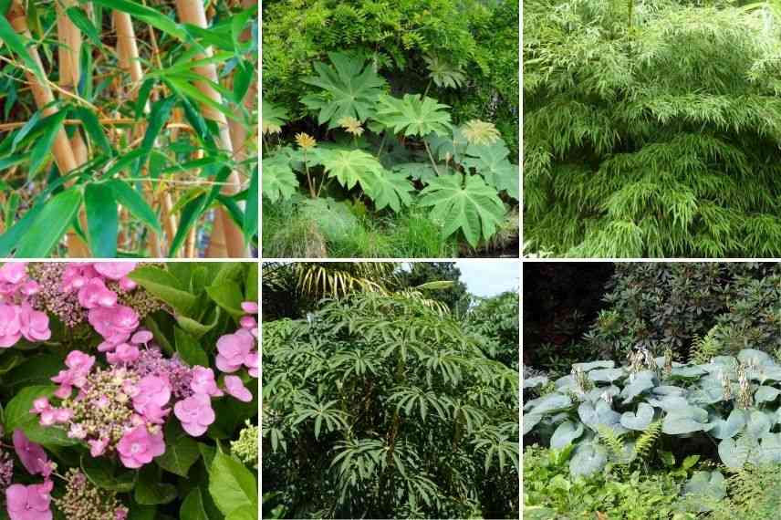 associer tetrapanax jungle