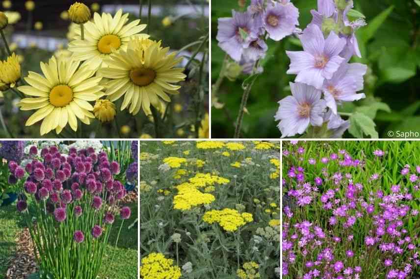 associer anthemis jardin cottage, associer anthemis mixed-border