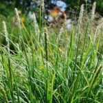 Sesleria : 7 idées pour l’associer